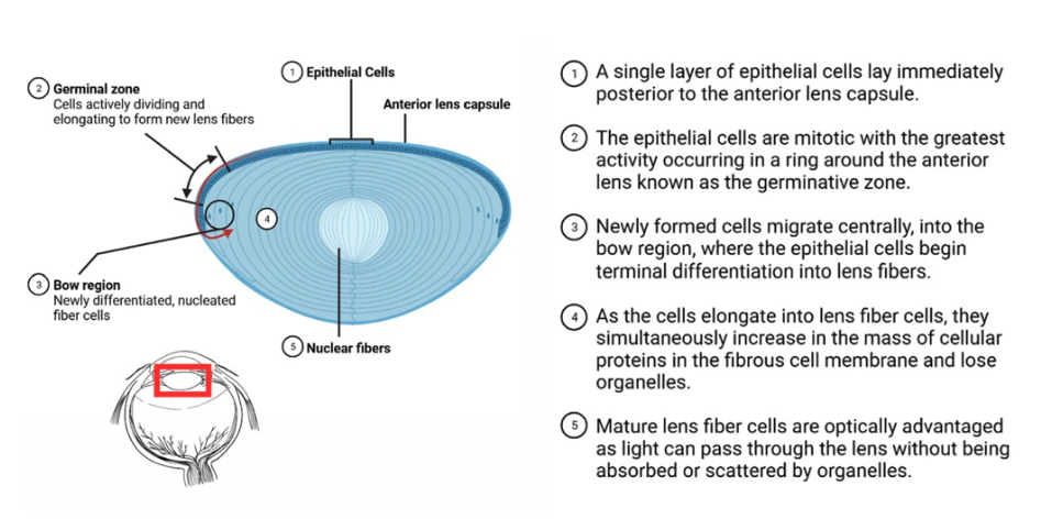 The mitotic cycle of epithelial cells within the normal human crystalline lens