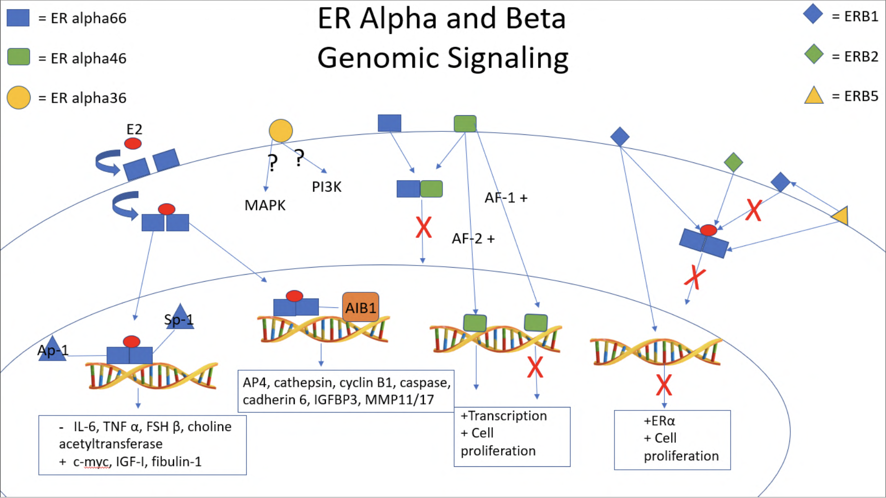 Figure 1: Estrogen receptor variants and their genomic activities