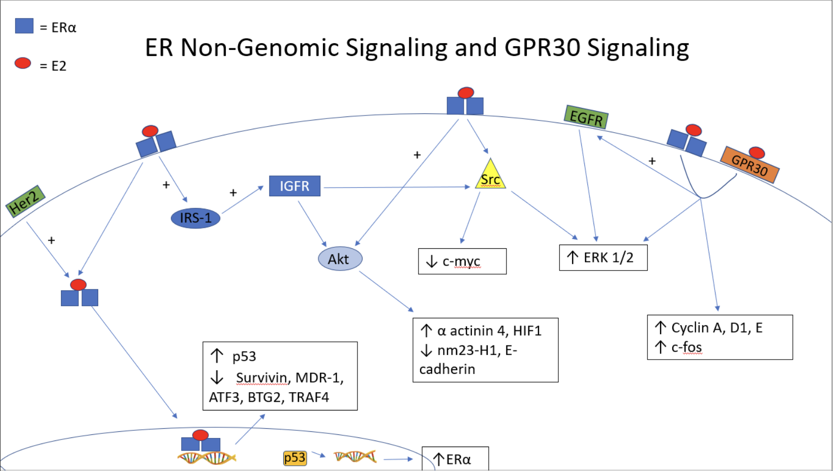 Figure 3: Estrogen receptor α non-genomic signaling pathways
