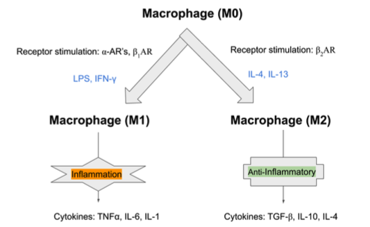 Adrenergic regulation of immune profile in macrophages