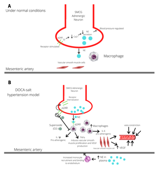 SMCG of the SNS located near the mesenteric artery
