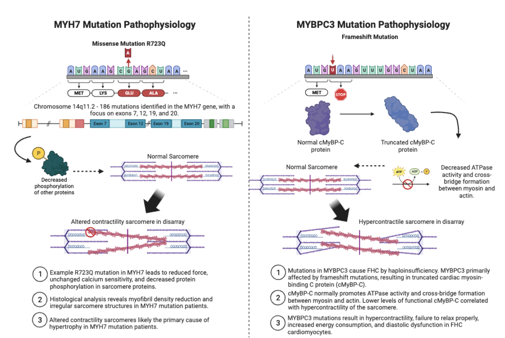 Diagram summarizing key findings for MYH7 and MYBPC3 mutations in familial hypertrophic cardiomyopathy